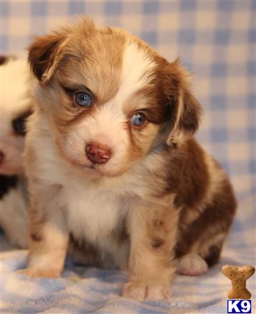 Miniature Australian Shepherd